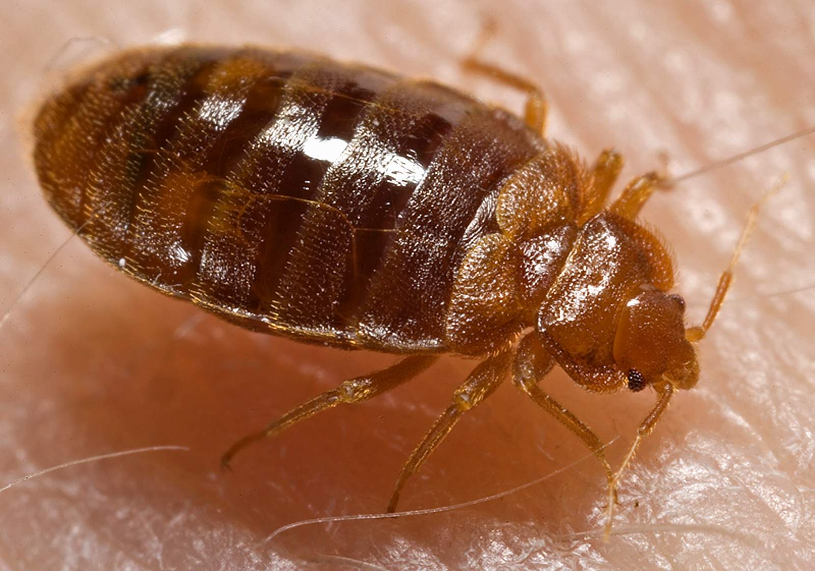 Insect Repellent for a Pest-Free Home